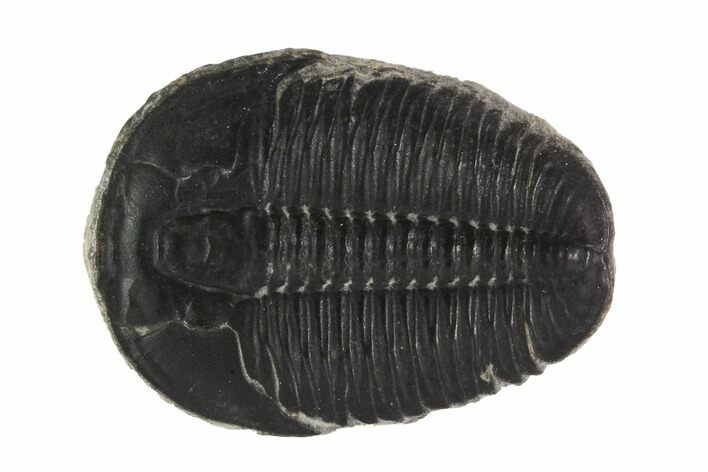 Large, Elrathia Trilobite Fossil - Utah #91873